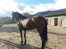 Yegua PRE 6 años Ganadería Ricardo Barros
