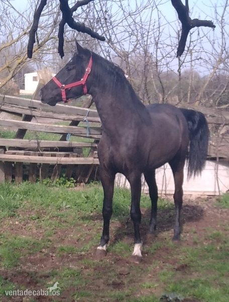 Hispano arabe