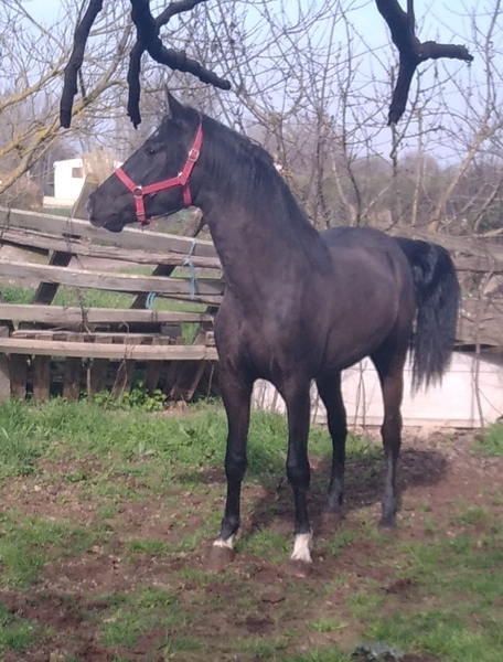 Hispano arabe