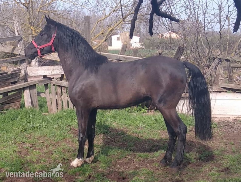 Caballo Hispano Árabe Hispano arabe - Se vende Potro hispanoarabe