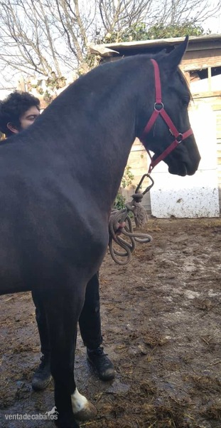 Se vende Potro hispanoarabe - Caballo Hispano Árabe Hispano arabe