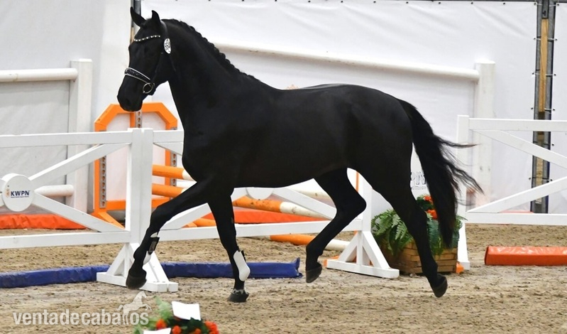 Hannoveriano