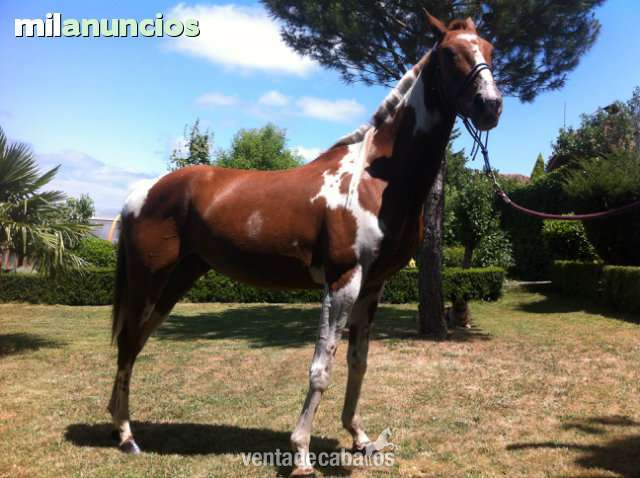 CABALLO APALOOSA VENDO in 