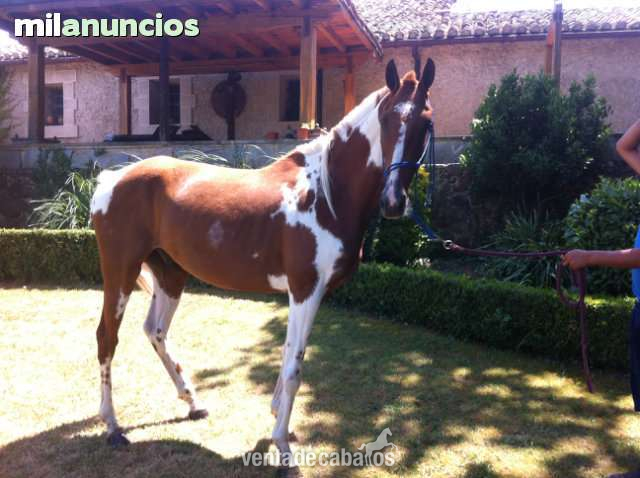 Caballo de Deporte Español (CDE)