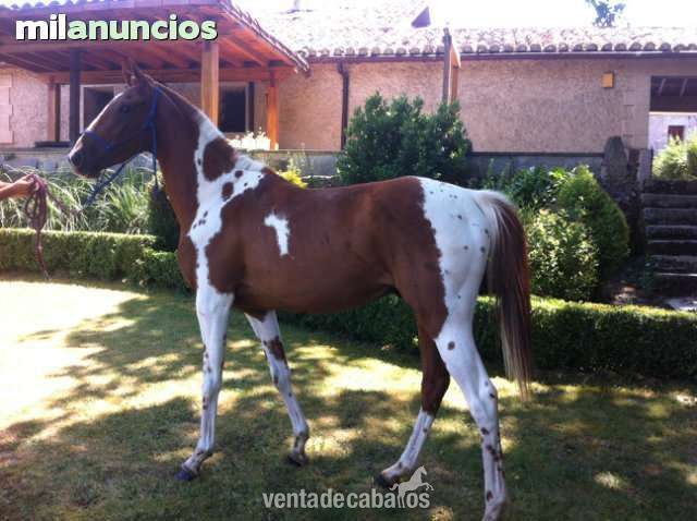 Caballo de Deporte Español (CDE) {TYPE}