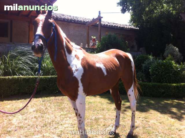 Caballos Capados Caballo de Deporte Español (CDE) - CABALLO APALOOSA VENDO
