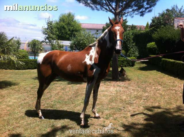 CABALLO APALOOSA VENDO - Caballos Capados Caballo de Deporte Español (CDE)
