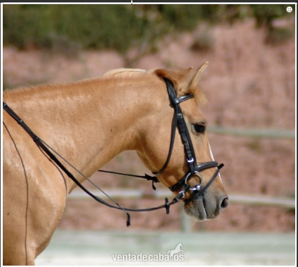 Venta Pony D in 