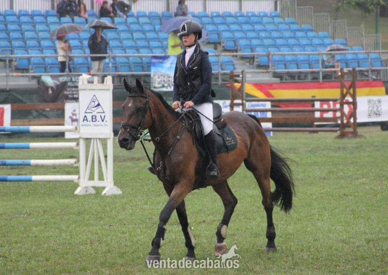 Se vende yegua de salto in 
