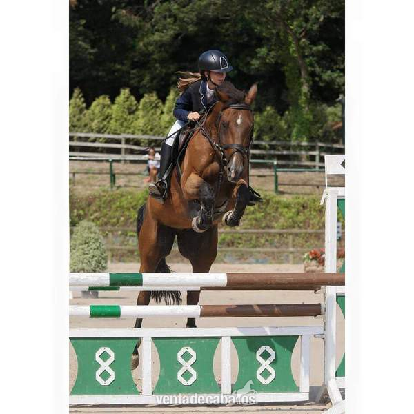 Caballo de Deporte Español (CDE)