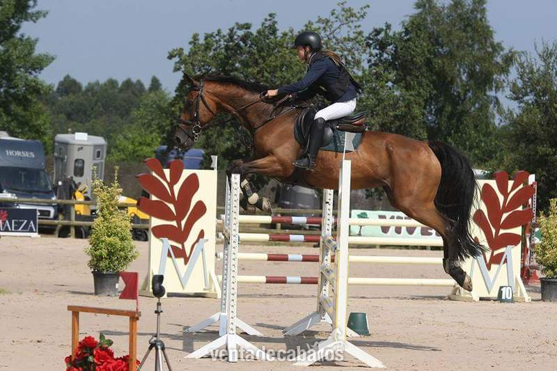 Caballo de Deporte Español (CDE) {TYPE}