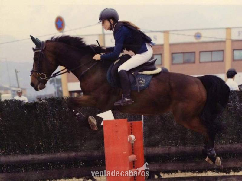 Yeguas Caballo de Deporte Español (CDE) - Se vende yegua de salto