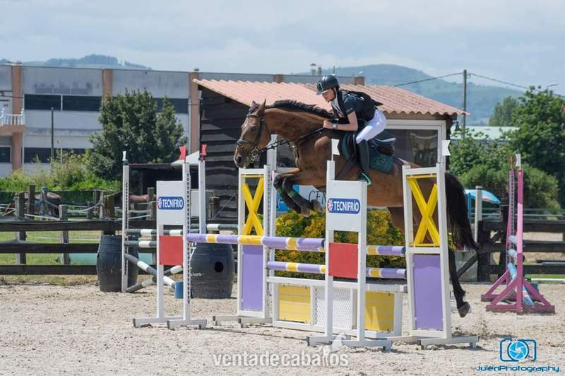 Se vende yegua de salto - Yeguas Caballo de Deporte Español (CDE)