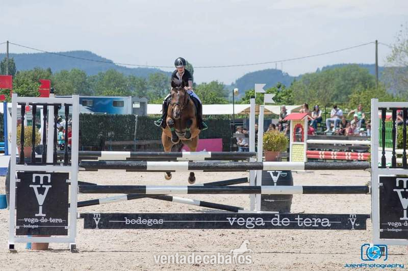Se vende yegua de salto - Caballo de Deporte Español (CDE)