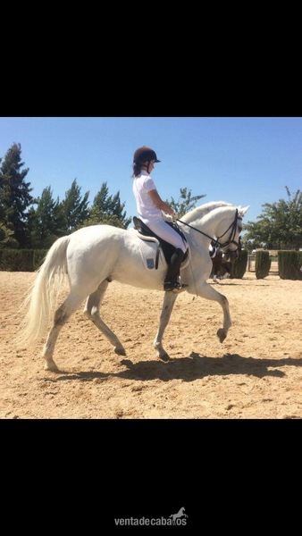 Buen PRE castrado - Caballos Pura Raza Española (P.R.E.) PRE
