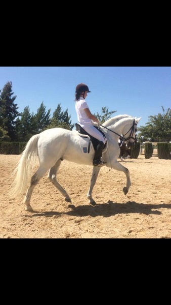 Buen PRE castrado - Caballos Pura Raza Española (P.R.E.) PRE