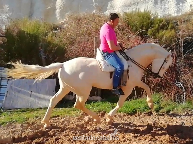 Se vende potro albino  in 