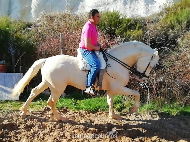 Lusitano