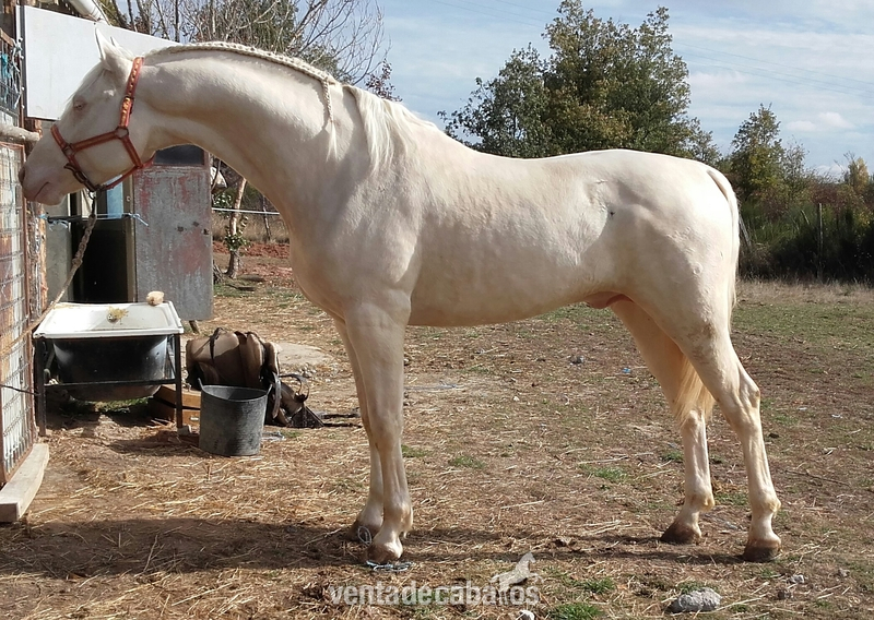 Lusitano {TYPE}
