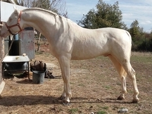 Se vende potro albino