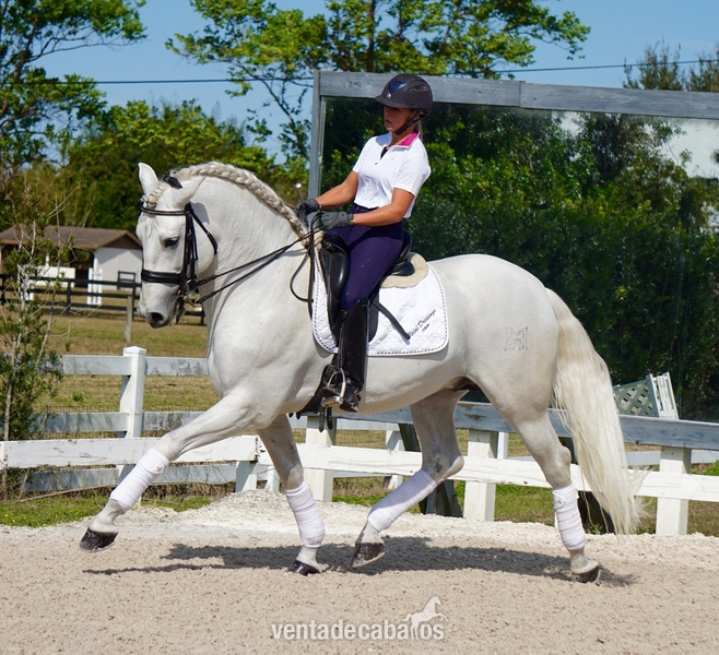 Hermoso castrado hanoveriano blanco para la venta in 