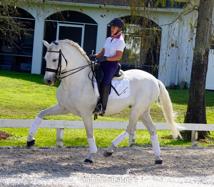 Hannoveriano {TYPE}