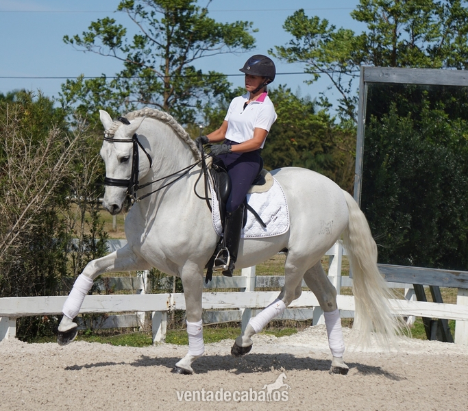 Caballos Capados Hannoveriano - Hermoso castrado hanoveriano blanco para la venta