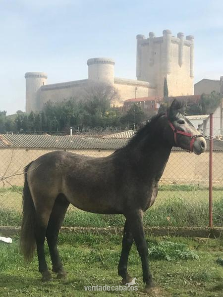 Potro 3 años in 