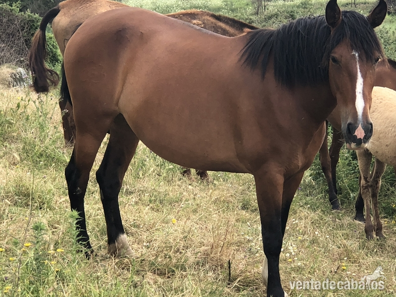 Caballos Pura Raza Española (P.R.E.) Pura Raza Española - Vendo yeguas pura raza española