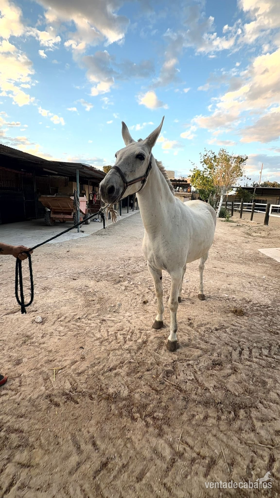 EN VENTA: MULA DE GRAN ALZADA (1,65 in 
