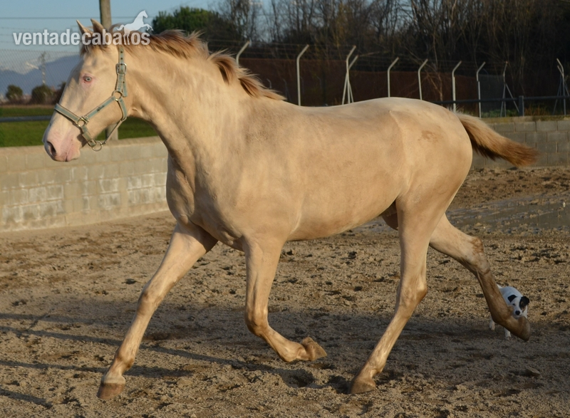 Espectacular potro PRE perlino en venta in 