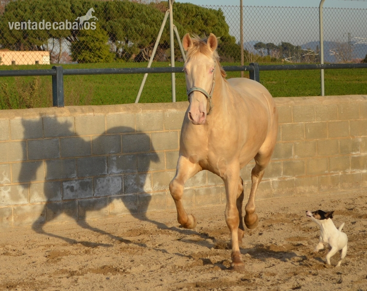 Caballos Pura Raza Española (P.R.E.) Pura Raza Española - Espectacular potro PRE perlino en venta
