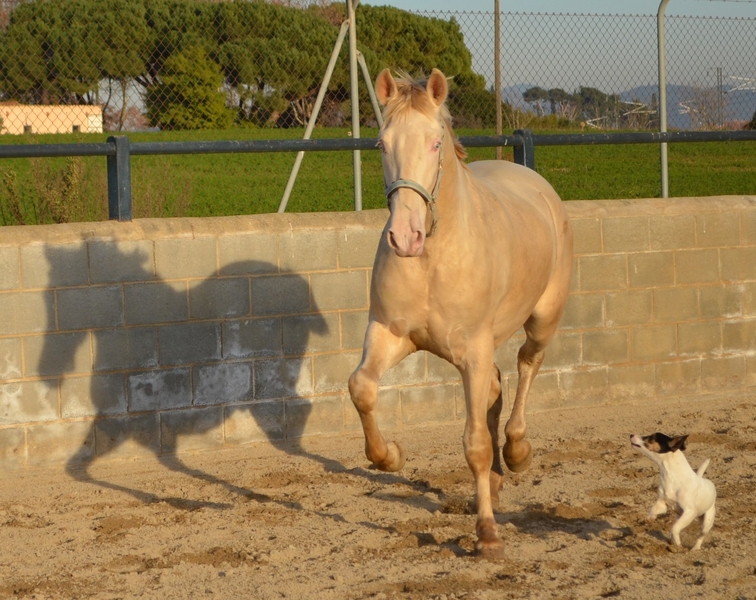 Caballos Pura Raza Española (P.R.E.) Pura Raza Española - Espectacular potro PRE perlino en venta
