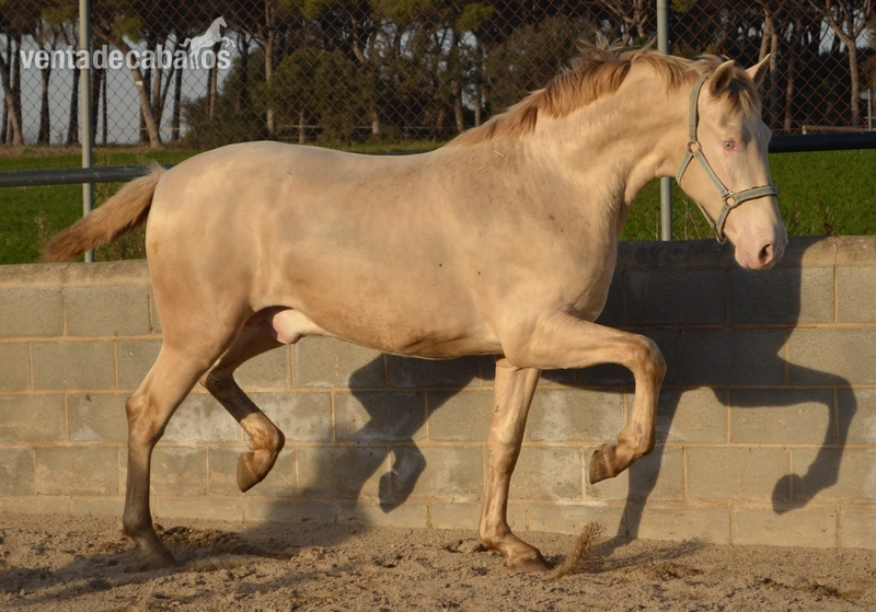 Espectacular potro PRE perlino en venta - Caballos Pura Raza Española (P.R.E.) Pura Raza Española