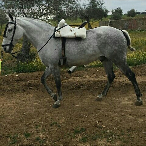 Venta de caballo.capon in 