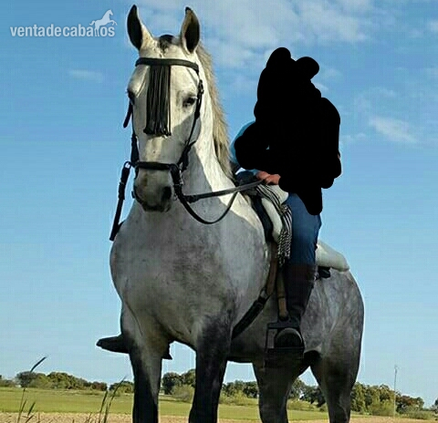 Hispano-Arabe