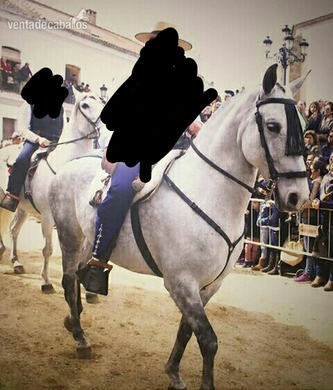 Hispano-Arabe {TYPE}