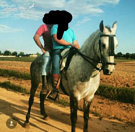Caballo Hispano Árabe Hispano-Arabe - Venta de caballo.capon