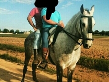 Venta de caballo.capon