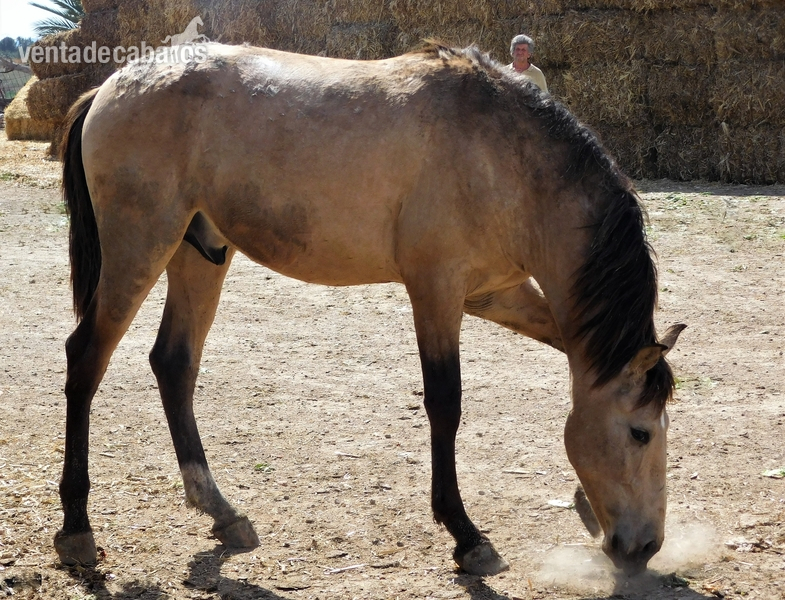 Caballos Pura Raza Española (P.R.E.) Pura Raza Española - POTRO BAYO PRE MAYO-2018, Nombre EROS JF