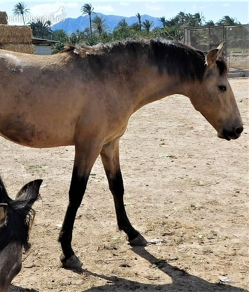 POTRO BAYO PRE MAYO-2018, Nombre EROS JF - Caballos Pura Raza Española (P.R.E.) Pura Raza Española