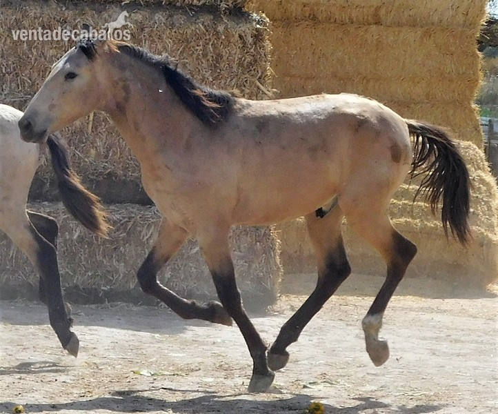 POTRO BAYO PRE MAYO-2018, Nombre EROS JF - Caballos Pura Raza Española (P.R.E.)