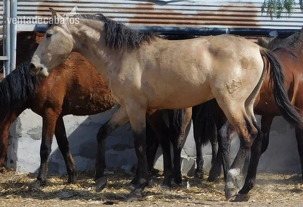 POTRO BAYO PRE MAYO-2018, Nombre EROS JF in 
