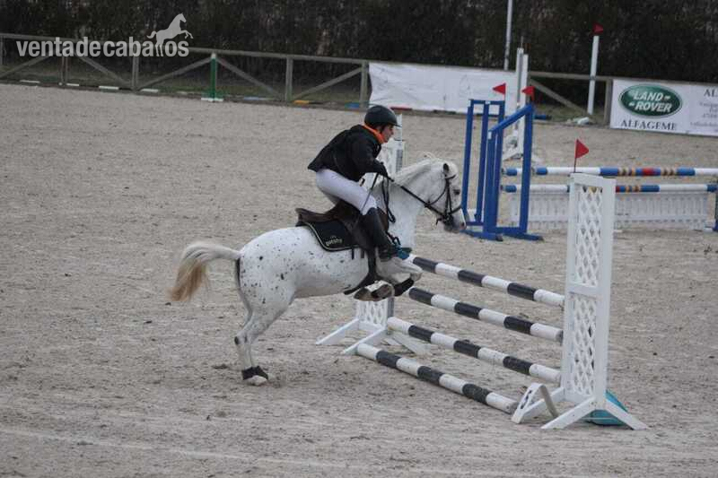 Pony B 9 años in 