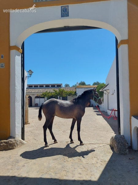 Pura Raza Española