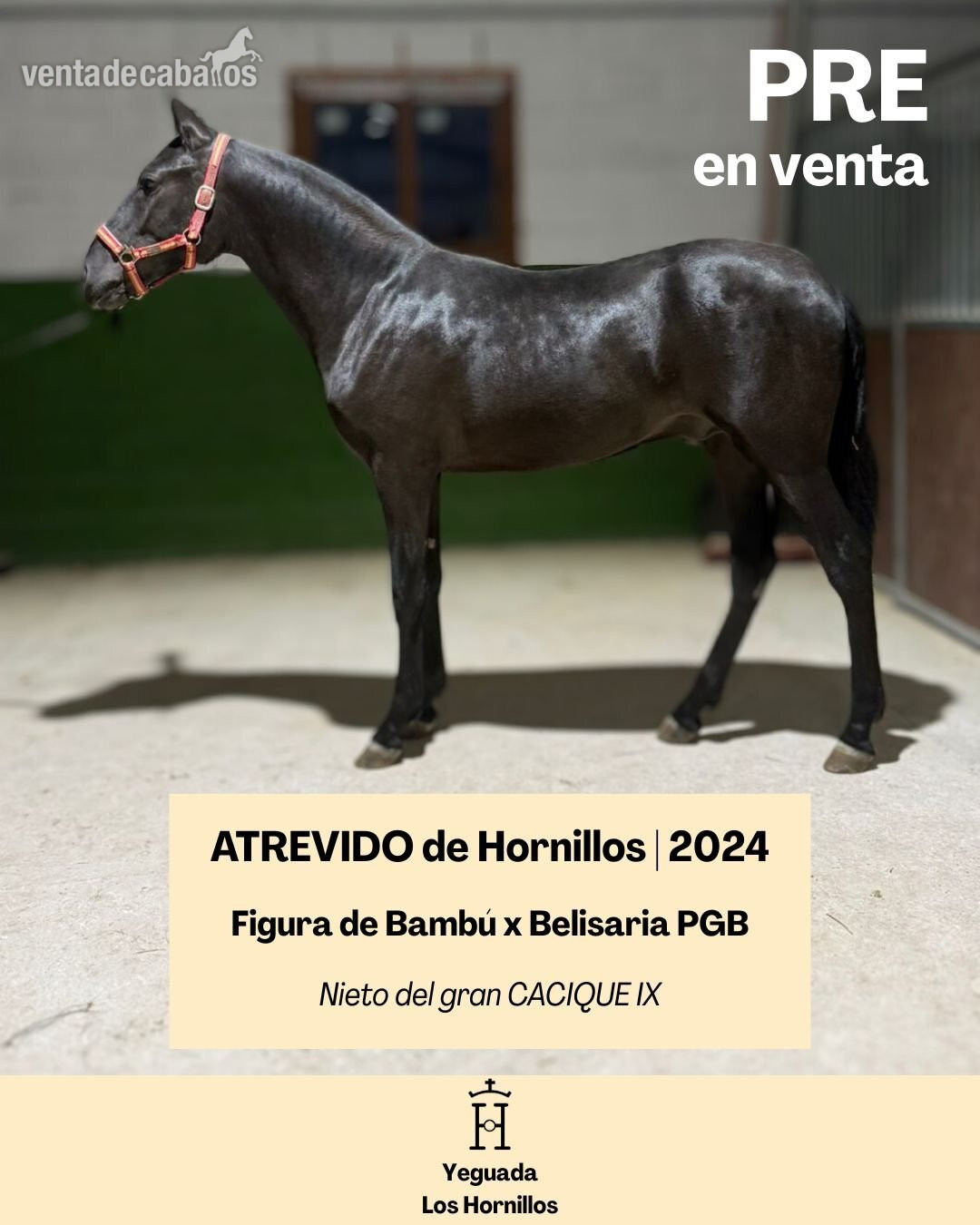 ATREVIDO DE HORNILLOS | NIETO CACIQUE IX in 