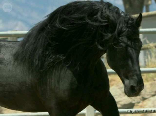 Caballos Pura Raza Española (P.R.E.) Pura Raza Española - Salvatella olvan Barcelona 