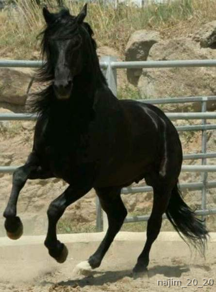 Salvatella olvan Barcelona  - Caballos Pura Raza Española (P.R.E.) Pura Raza Española