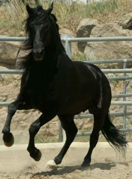 Salvatella olvan Barcelona  - Caballos Pura Raza Española (P.R.E.) Pura Raza Española