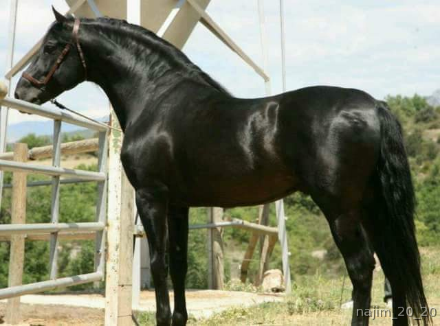 Salvatella olvan Barcelona  - Caballos Pura Raza Española (P.R.E.)